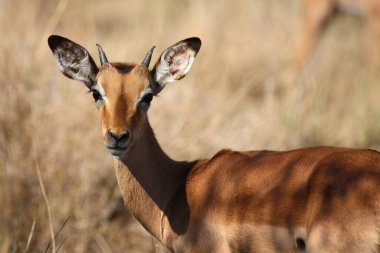 Schwarzfersenantilope / Impala / Aepyceros melampus