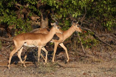 Schwarzfersenantilope / Impala / Aepyceros melampus
