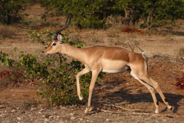 Schwarzfersenantilope / Impala / Aepyceros melampus