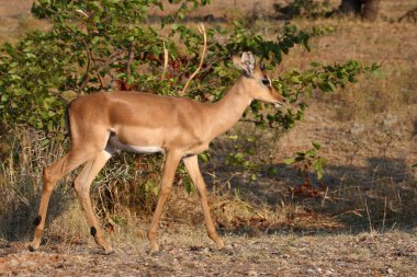 Schwarzfersenantilope / Impala / Aepyceros melampus