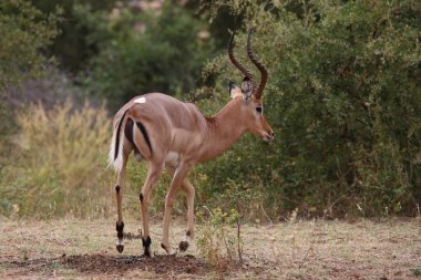 Schwarzfersenantilope / Impala / Aepyceros melampus