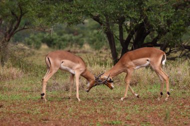 Schwarzfersenantilope / Impala / Aepyceros melampus