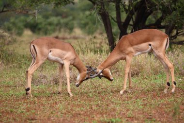 Schwarzfersenantilope / Impala / Aepyceros melampus