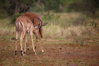 Schwarzfersenantilope / Impala / Aepyceros melampus