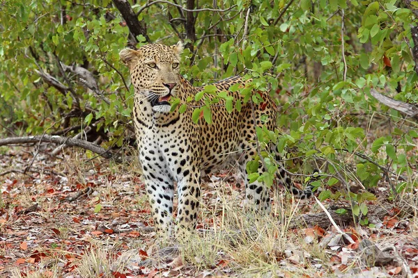 Leopard Leopard Panthera Pardus — 스톡 사진