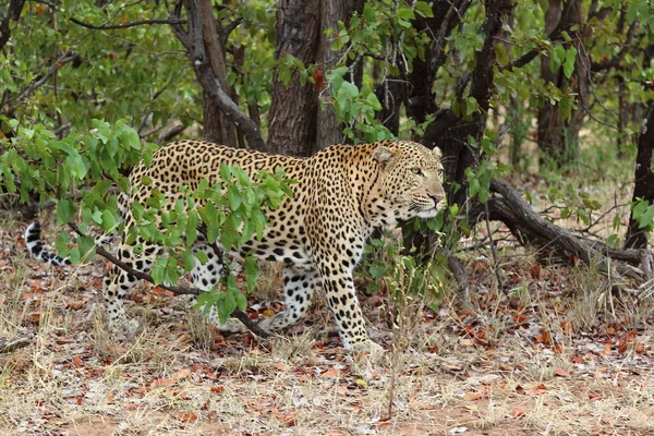 Leopard Leopard Panthera Pardus — 스톡 사진