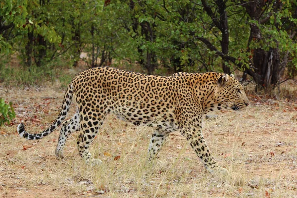 Leopard Leopard Panthera Pardus —  Fotos de Stock