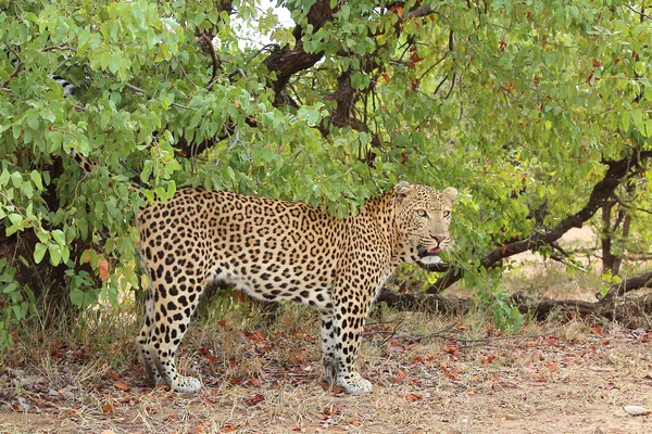 Leopard Leopard Panthera Pardus — 스톡 사진