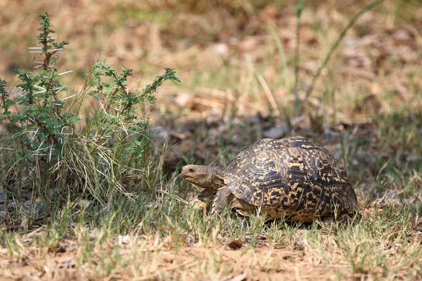 Leopardenschildkroete Leopard Tortoise Geochelone Pardalis — 스톡 사진