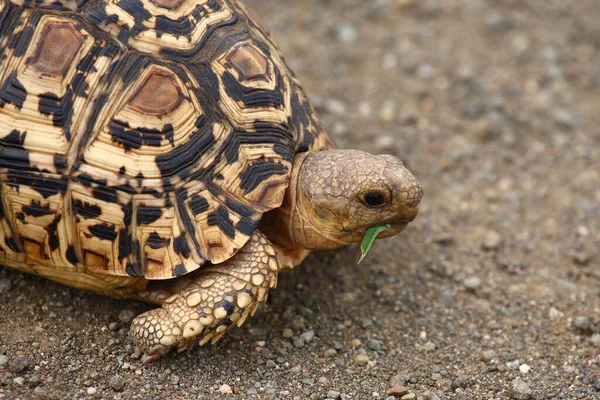 Leopardenschildkroete Tortuga Leopardo Geochelone Pardalis —  Fotos de Stock