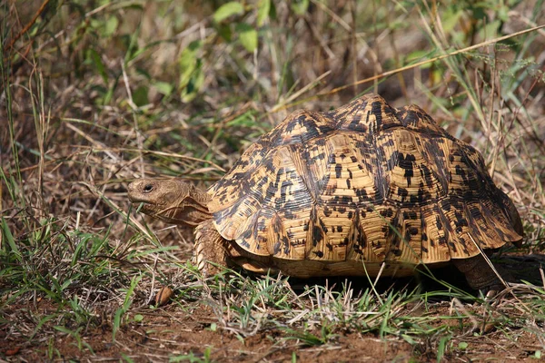 Leopardenschildkroete Leopard Tortoise Geochelone Pardalis — Stock Photo, Image