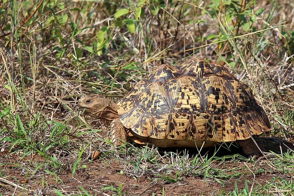 Leopardenschildkroete ヒョウの亀 Geochelone Pardalis — ストック写真