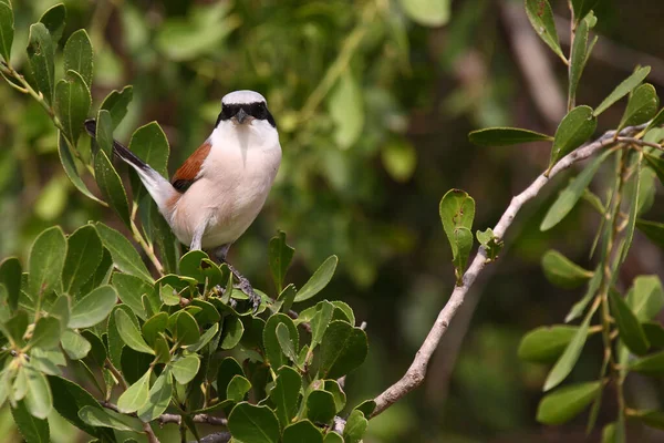 Suedlicher Weiss Gekroenter Wuerger Southern White Crowned Shrike Eurocephalus Anguitimens — Stock Photo, Image