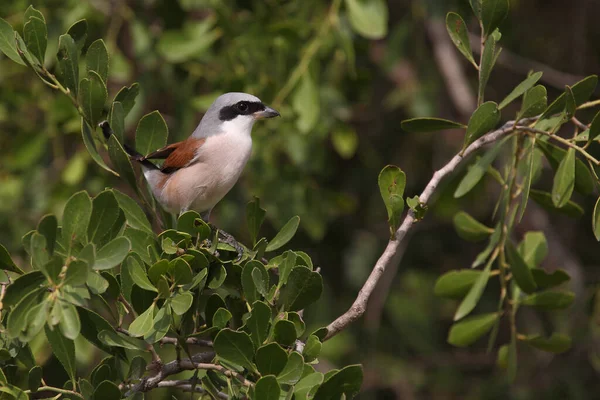 Neuntoeter Red Backed Shrike Lanius Cullurio — Stock Photo, Image