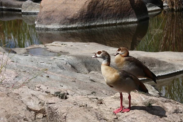 Nilgans Egyptian Goose Alopochen Aegyptiacus — Φωτογραφία Αρχείου