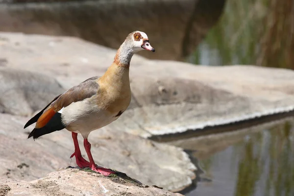 Nilgans Egyptian Goose Alopochen Aegyptiacus — Stockfoto