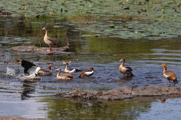 Nilgans Egyptian Goose Alopochen Aegyptiacus — Foto de Stock