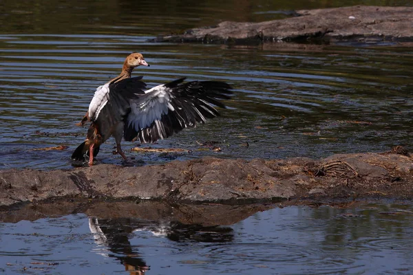 Nilgans / Egyptian goose / Alopochen aegyptiacus