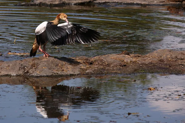 Nilgans / Egyptian goose / Alopochen aegyptiacus