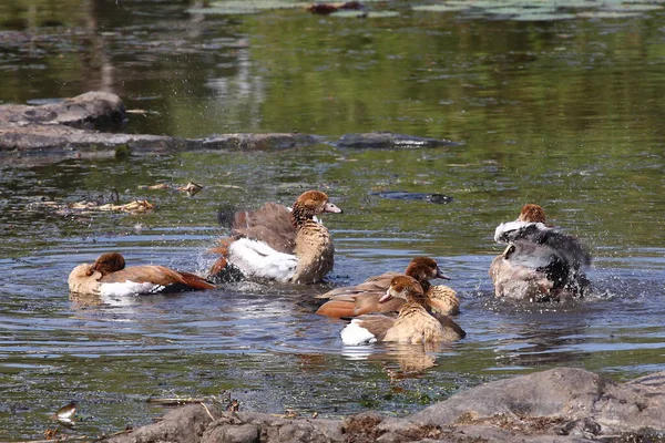 Nilgans Egyptian Goose Alopochen Aegyptiacus — Stockfoto