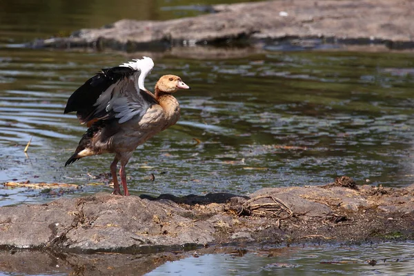 Nilgans Egyptian Goose Alopochen Aegyptiacus — Φωτογραφία Αρχείου