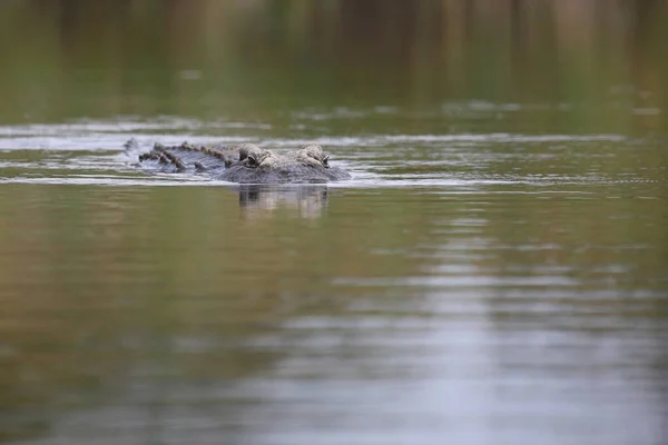 Nilkrokodil Nile Crocodile Crocodylus Niloticus — Foto Stock