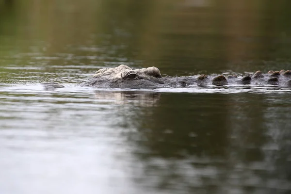 Nilkrokodil Nile Crocodile Crocodylus Niloticus — Stockfoto