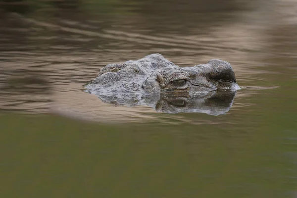 Nilkrokodil Nile Crocodile Crocodylus Niloticus — Foto Stock