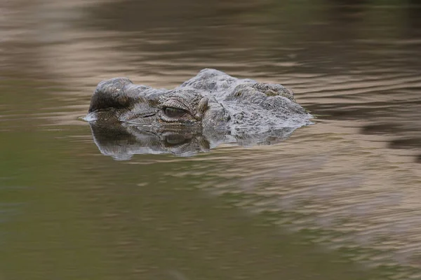Nilkrokodil Nile Crocodile Crocodylus Niloticus – stockfoto