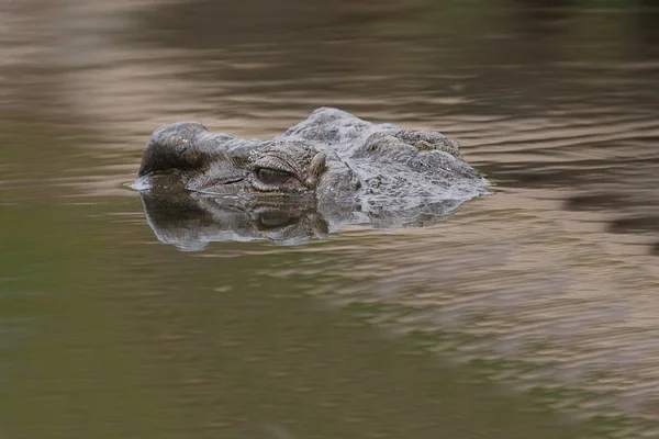 Nilkrokodil Nile Crocodile Crocodylus Niloticus — Fotografia de Stock