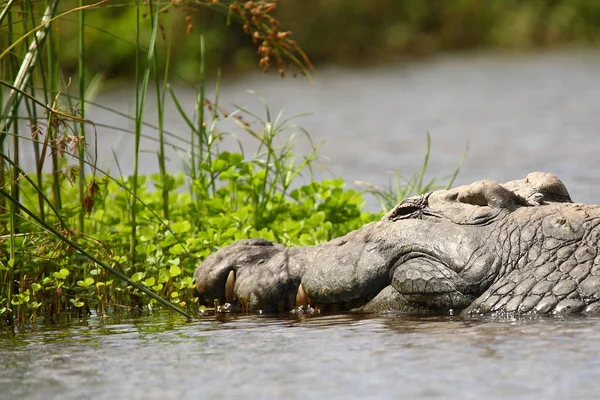 Nilkrokodil Nile Crocodile Crocodylus Niloticus — ストック写真