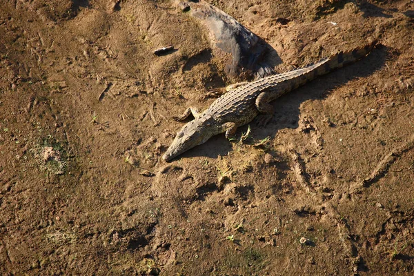 Nilkrokodil Nile Crocodile Crocodylus Niloticus — стоковое фото