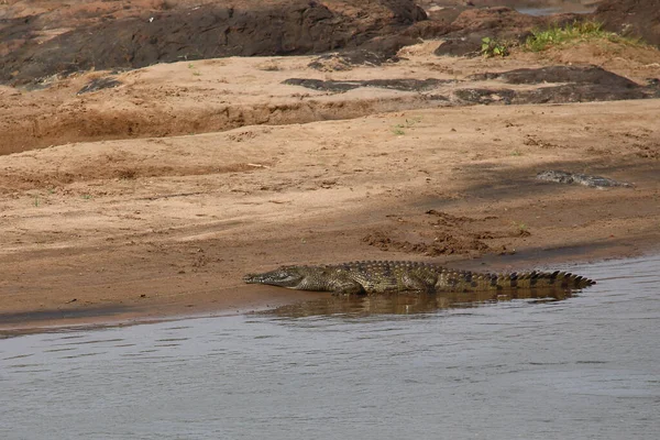Nilkrokodil Nile Crocodile Crocodylus Niloticus — Φωτογραφία Αρχείου