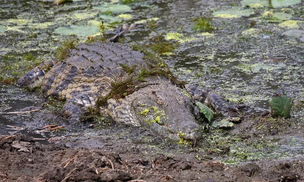 Nilkrokodil Nile Crocodile Crocodylus Niloticus — Stockfoto