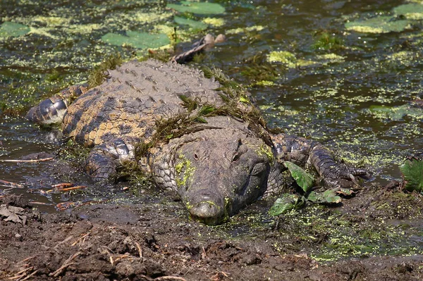 Nilkrokodil Nile Crocodile Crocodylus Niloticus — стоковое фото