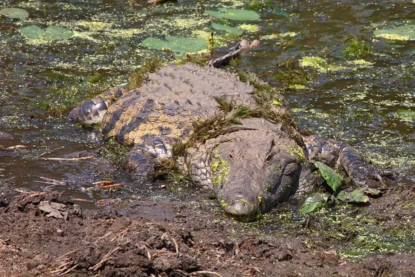 Nilkrokodil Nile Crocodile Crocodylus Niloticus — Stockfoto