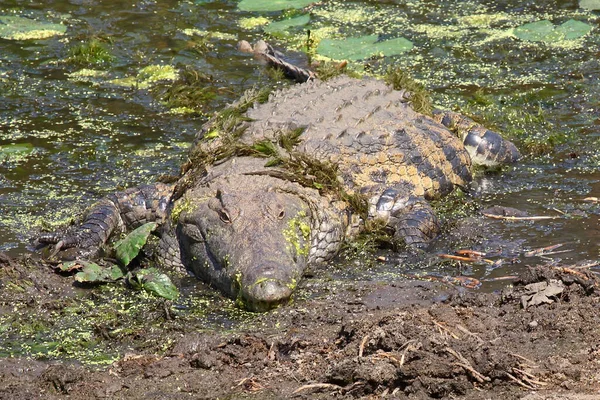 Nilkrokodil Nile Crocodile Crocodylus Niloticus — ストック写真