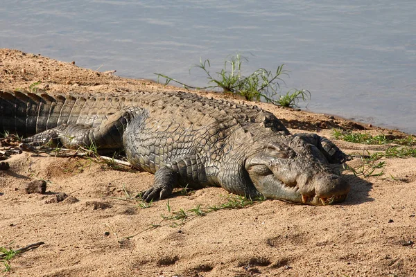 Nilkrokodil Nile Crocodile Crocodylus Niloticus — Stockfoto