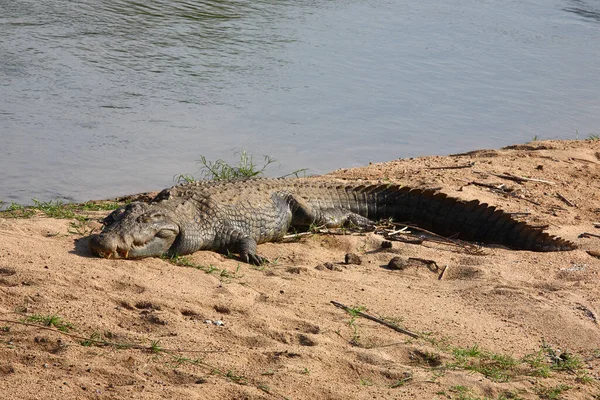 Nilkrokodil Nile Crocodile Crocodylus Niloticus — Fotografia de Stock