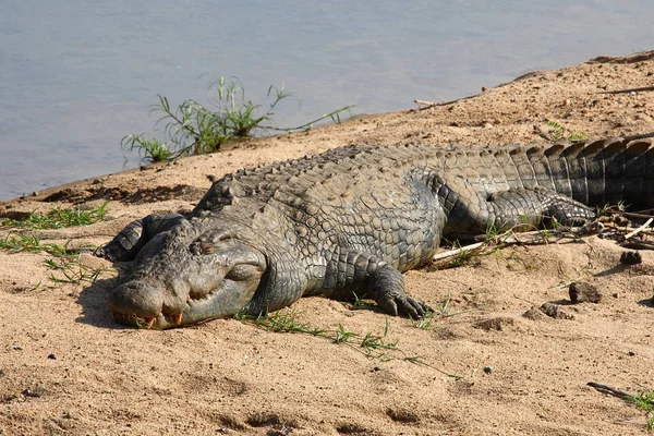 Nilkrokodil Neil Crocodile Crocodylus Niloticus — стокове фото