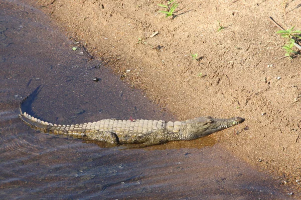 Nilkrokodil Nile Crocodile Crocodylus Niloticus — Foto Stock