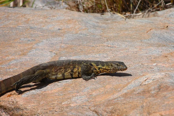 Nilwaran Nile Monitor Varanus Niloticus — Stock Photo, Image