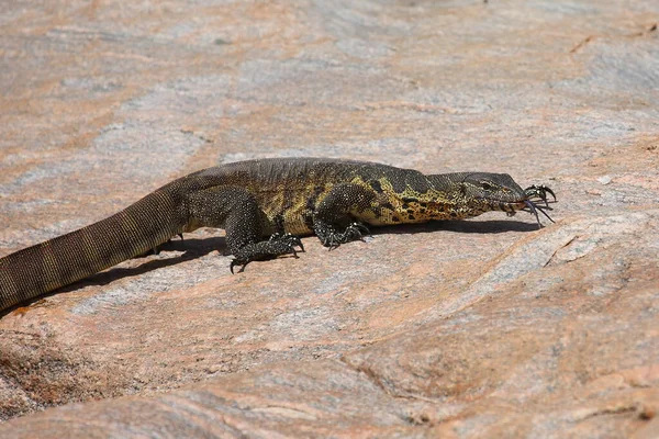 Nilwaran Nile Monitor Varanus Niloticus — стоковое фото