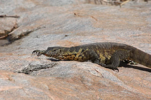 Nilwaran Nile Monitor Varanus Niloticus — стоковое фото