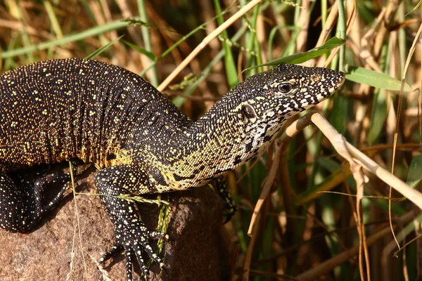 Nilwaran Nile Monitor Varanus Niloticus — стоковое фото