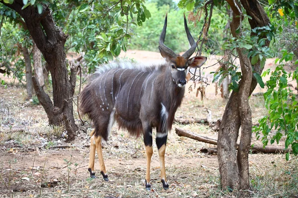 Nyala Nyala Tragelaphus Angasii — Fotografia de Stock