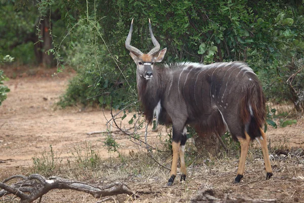 Nyala Nyala Tragelaphus Angasii — Φωτογραφία Αρχείου