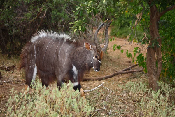 Nyala Nyala Tragelaphus Angasii — Stockfoto