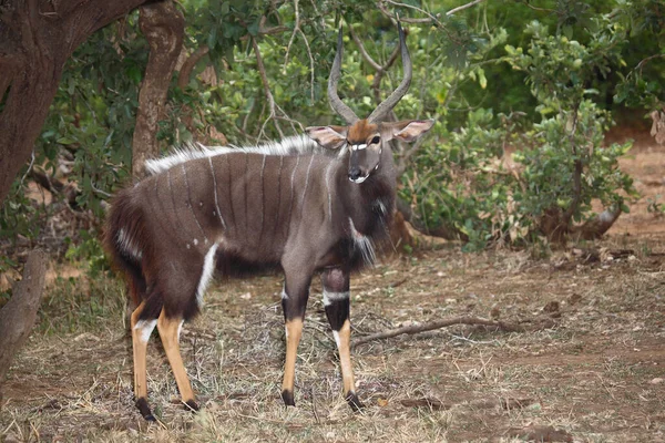 Nyala Nyala Tragelaphus Angasii — Fotografia de Stock