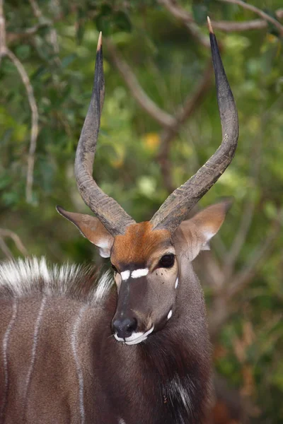 Nyala / Nyala / Tragelaphus angasii